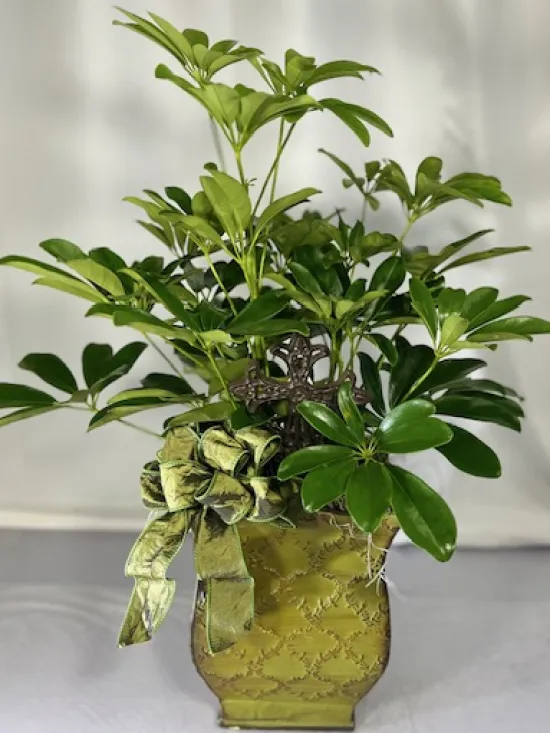 Schefflera