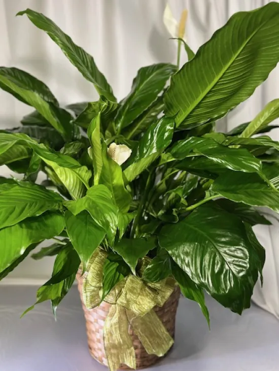 Peace lily 