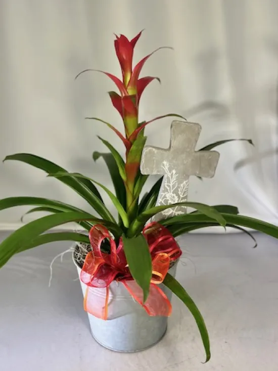 Bromeliad Guzmania 