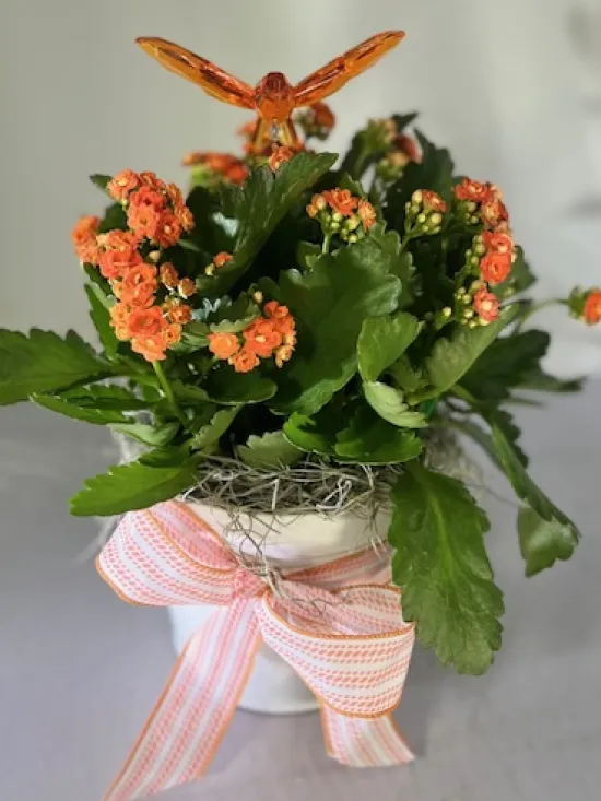 Winged Sunshine Kalanchoe