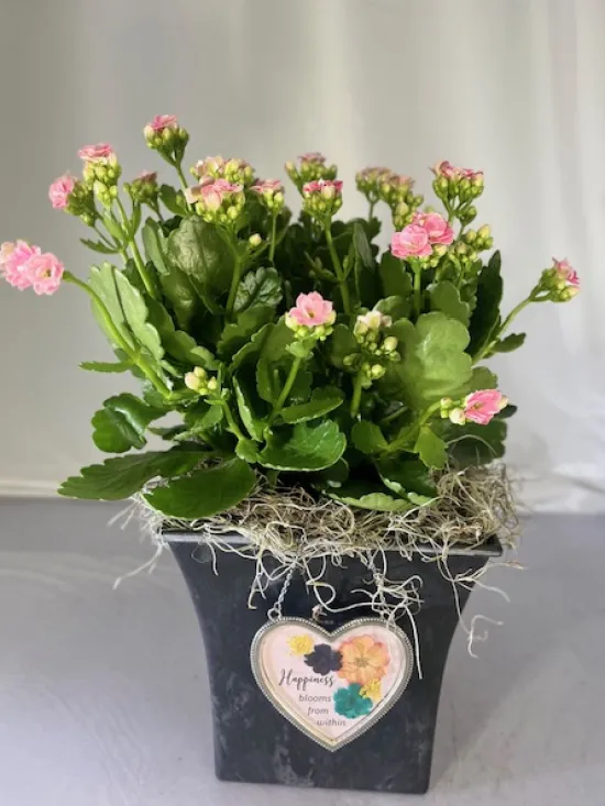 Happiness Blooms Kalanchoe