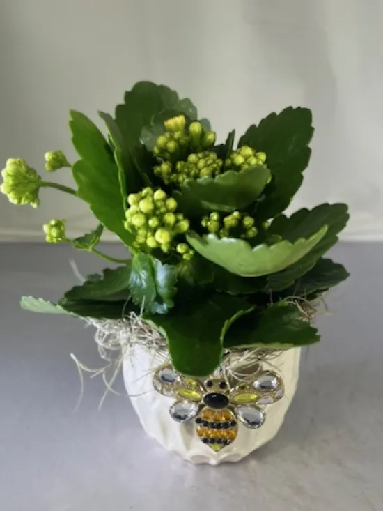 Bee Happy Kalanchoe