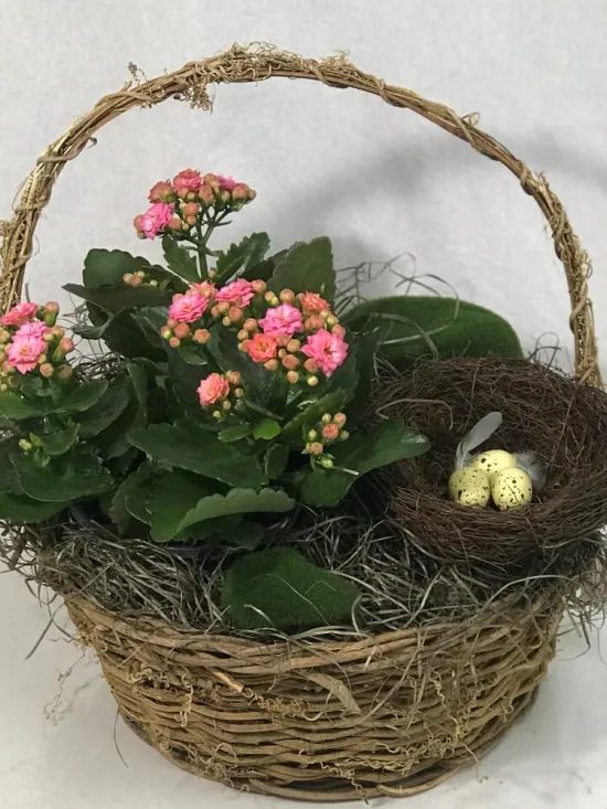 Kalanchoe blooming plant