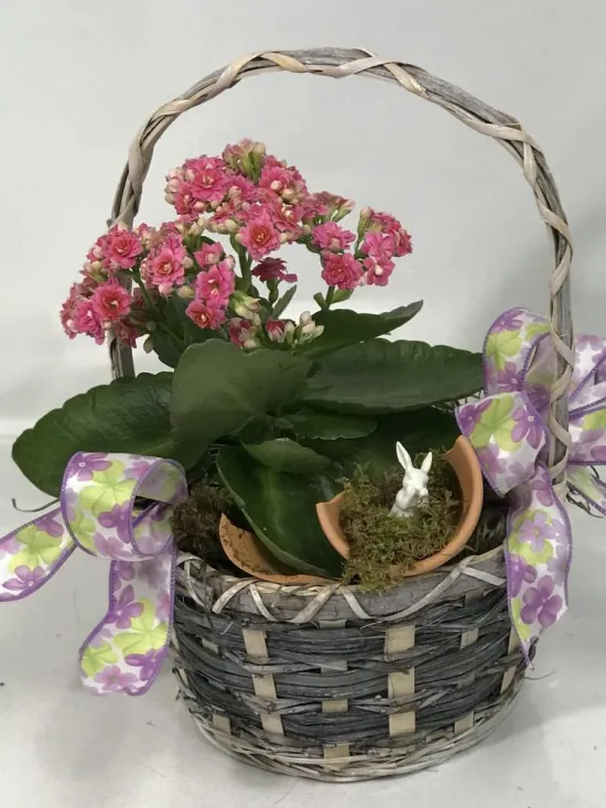 Kalanchoe