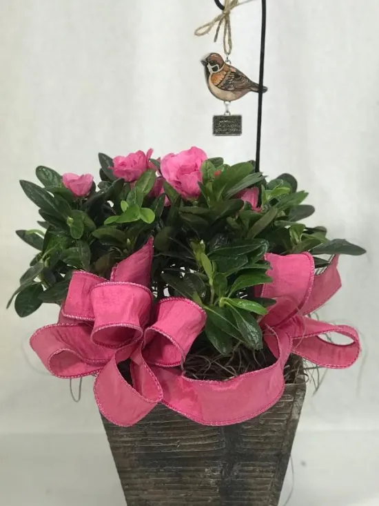 Azalea