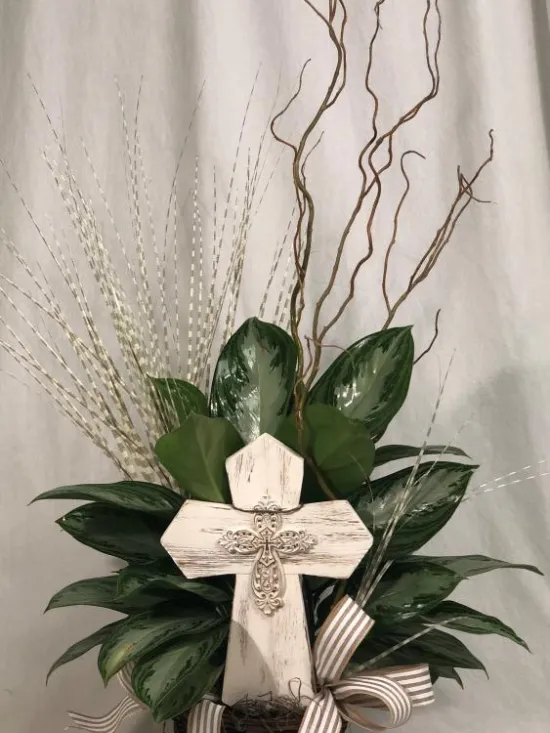 Dieffenbachia potted plant