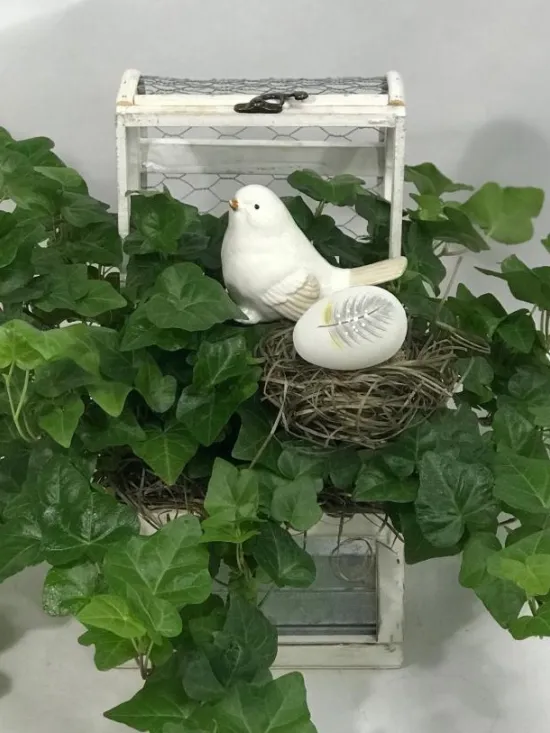 English Ivy