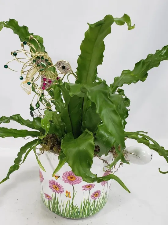 Bird nest fern