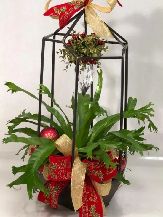 hanging mistletoe