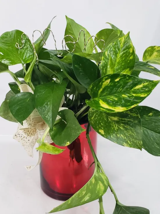 pothos ivy