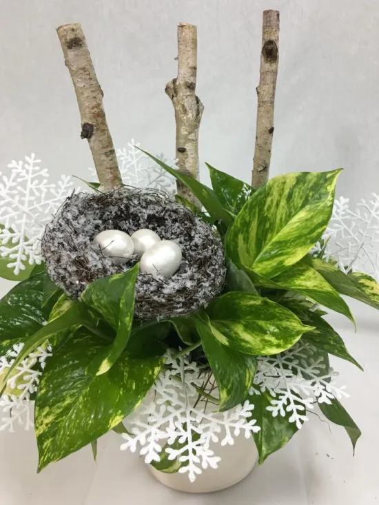 pothos ivy decorated in winter 
