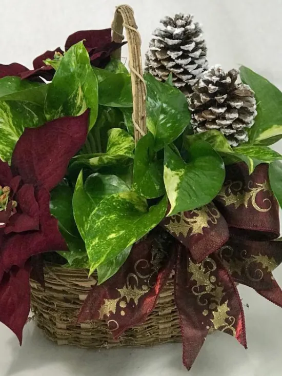 Christmas ivy