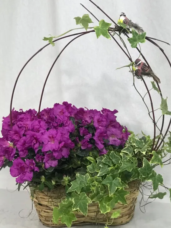Azalea and english ivy
