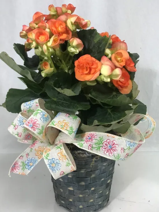 Begonia