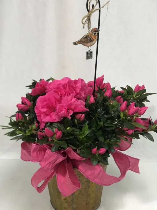Azalea