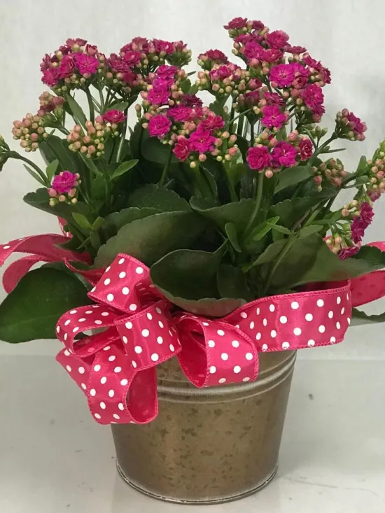 Kalanchoe blooming plant