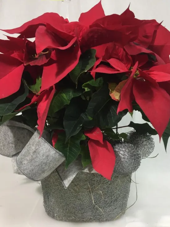 felt ornaments