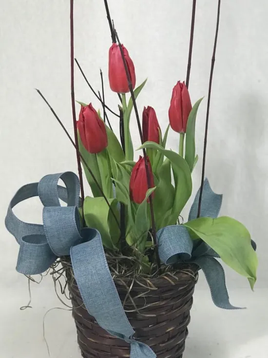 tulip blooming plant