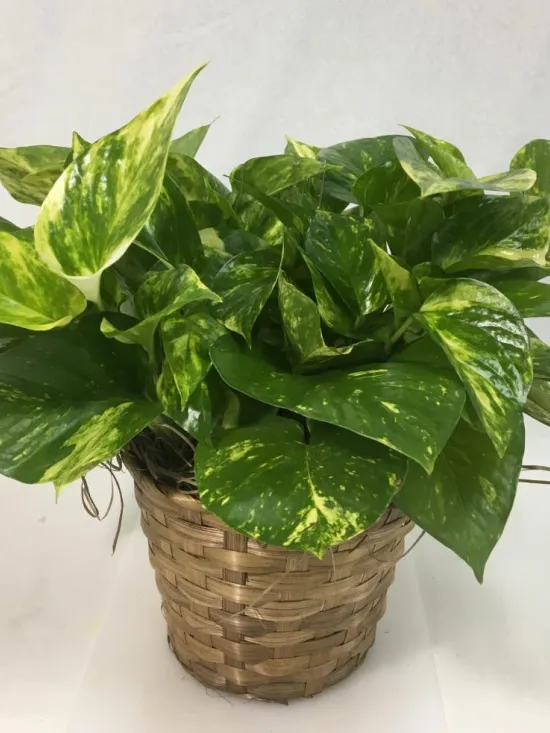 Pothos Ivy