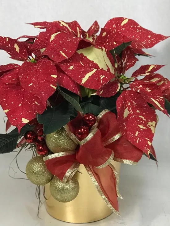 "Glittered" variety poinsettia