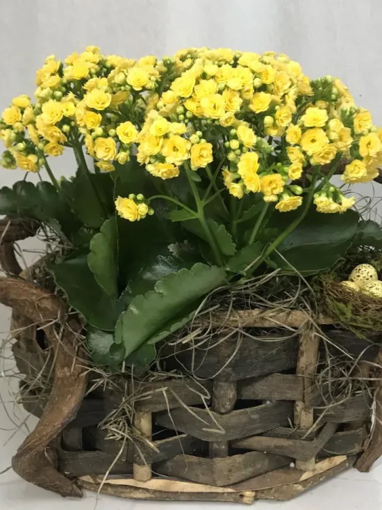 Kalanchoe