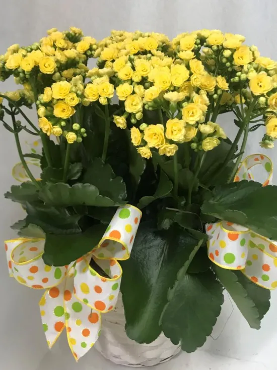 Kalanchoe blooming plant