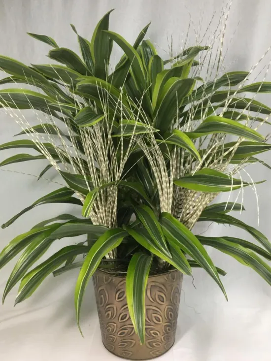 Dracaena Corn Plant