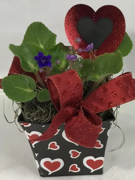 African Violet