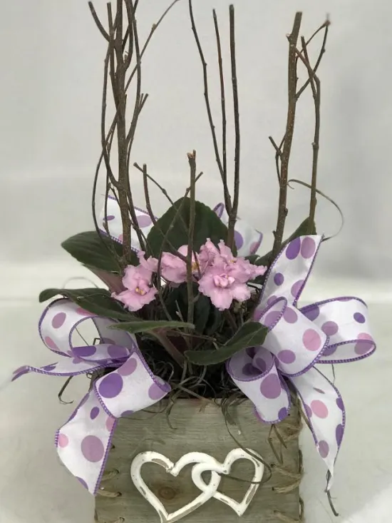 African violet