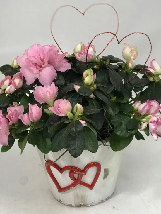 Azalea