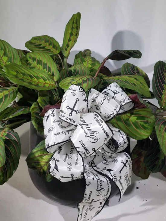 Calathea