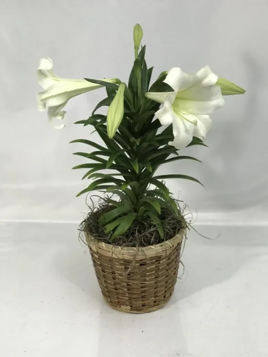 Easter Lily Plant
