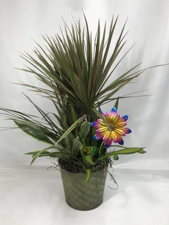 Dracaena Combo