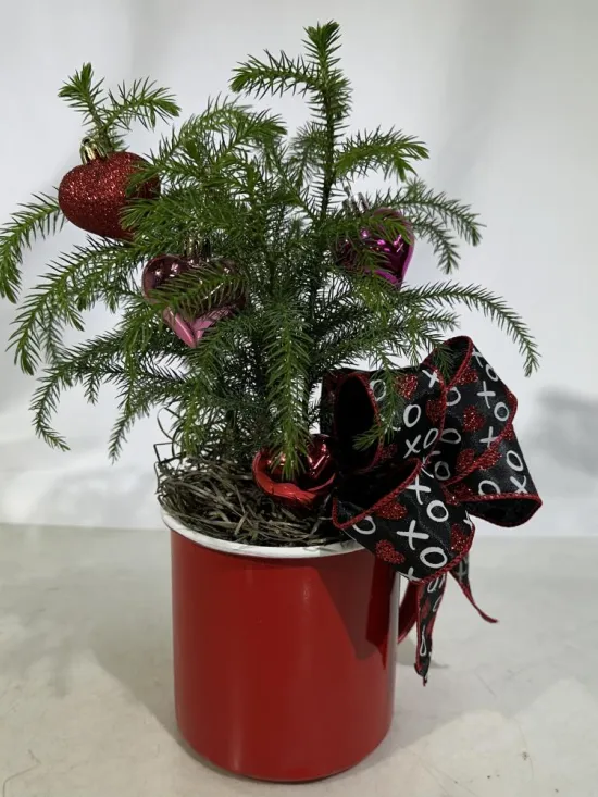 Norfolk Pine