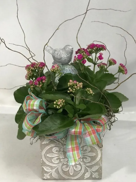 kalanchoe bird