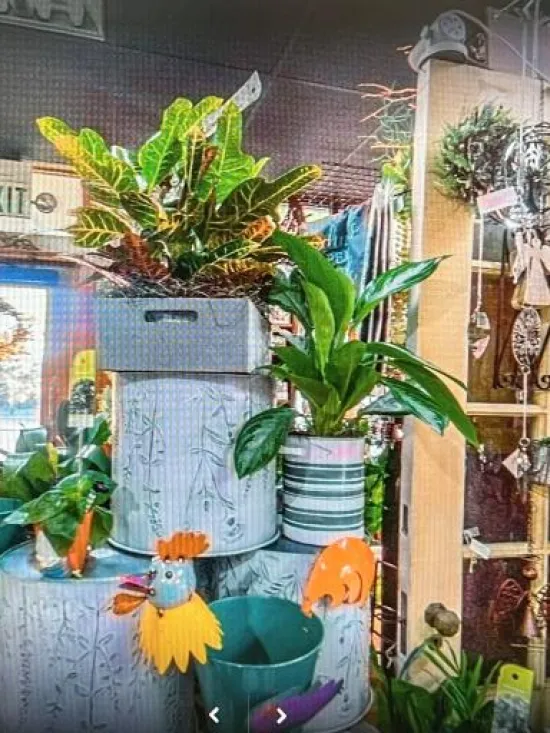 Inside Lilygrass flowers and decor Store  