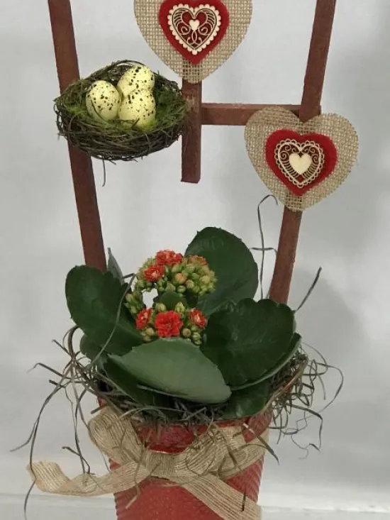 Kalanchoe