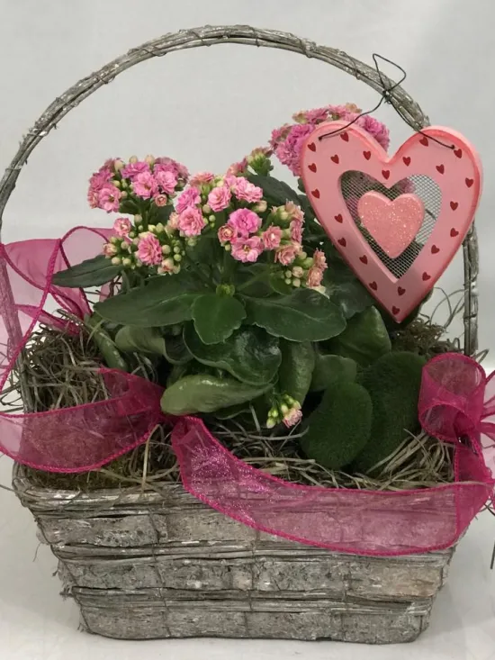 Kalanchoe