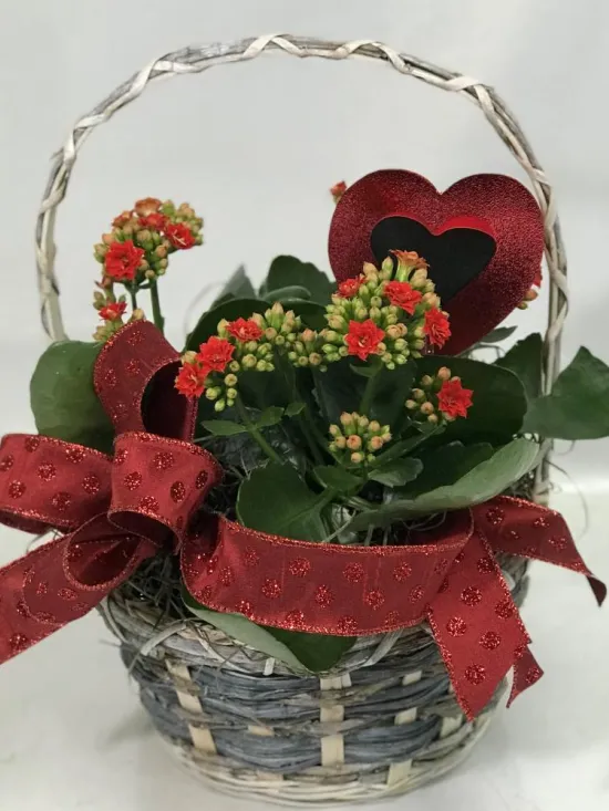 Kalanchoe