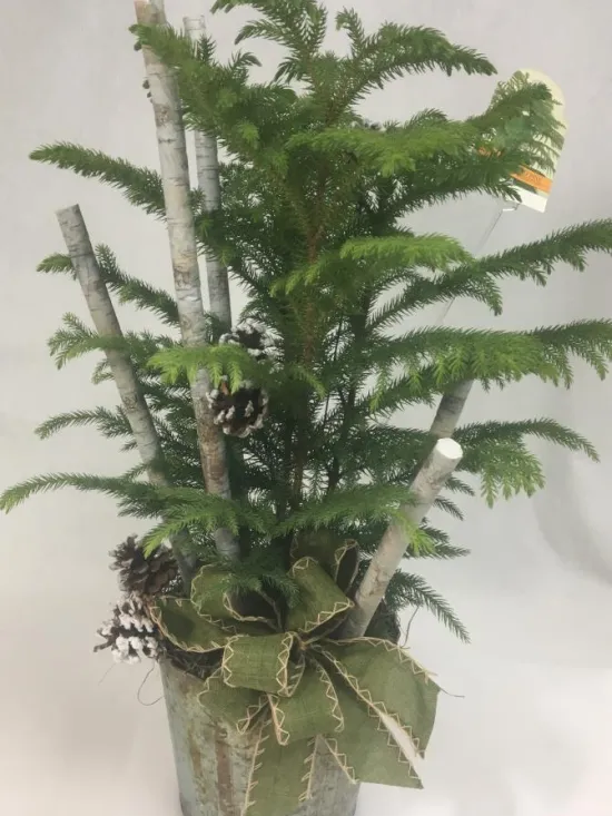 norfolk pine