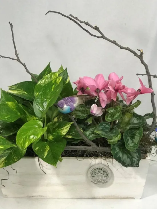 cyclamen and pothos ivy