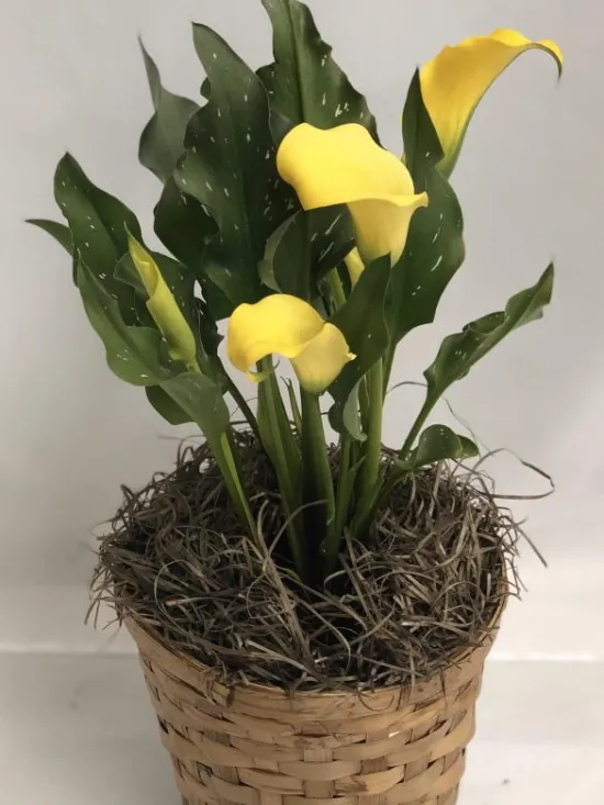 Mini calla lily plant