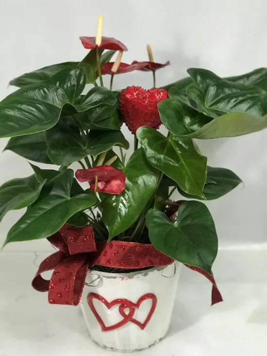 anthurium