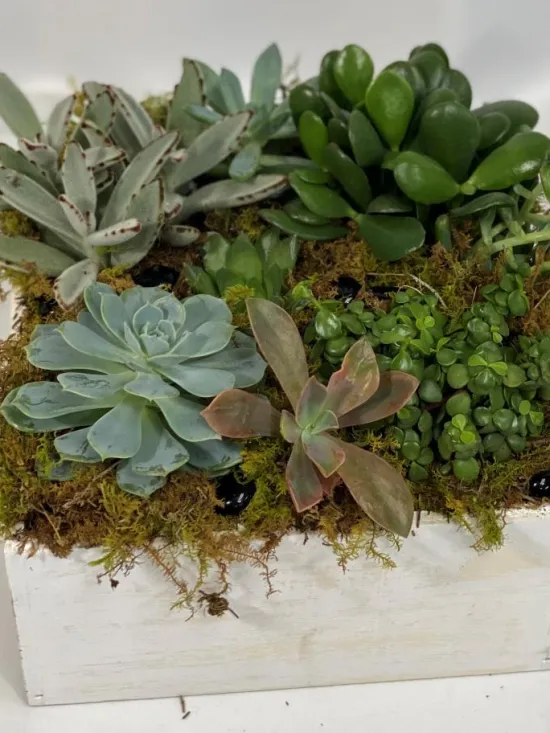 succulent dishgarden