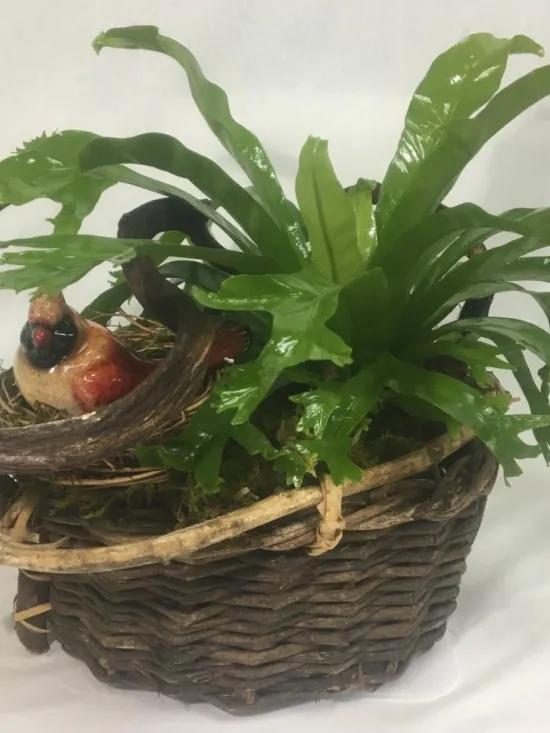 bird nest fern