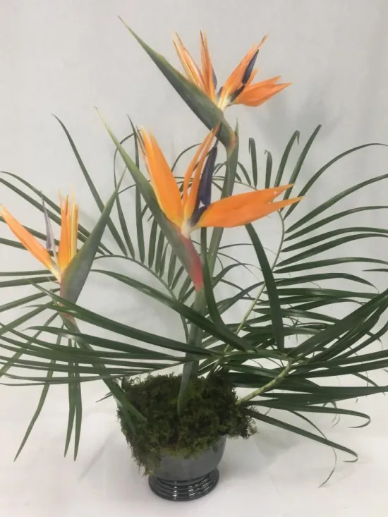 birds of paradise