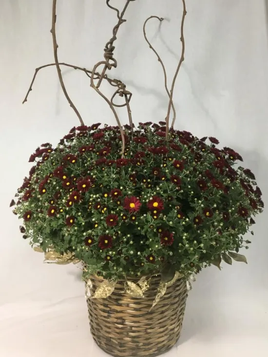 chrysanthemum daisy