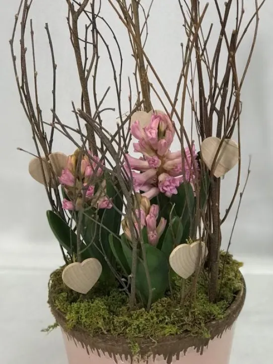 hyacinth