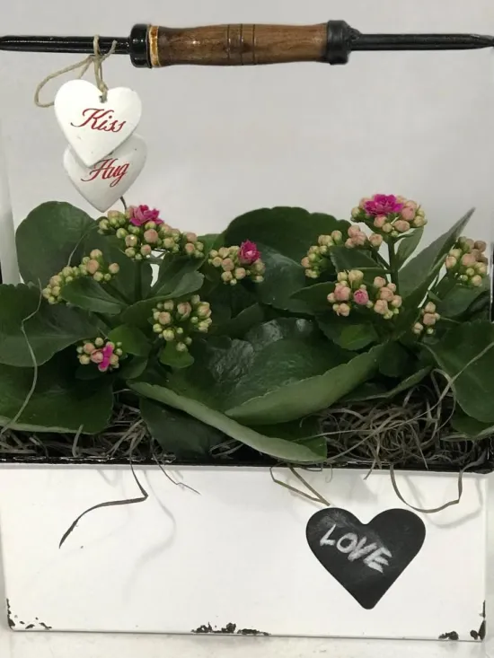 kalanchoe