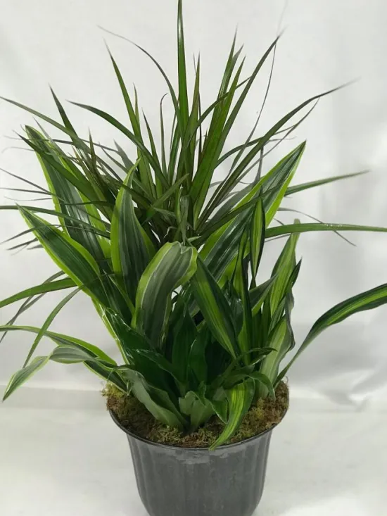 mixed plant